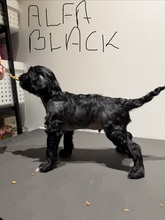 4 Chinese Crested/Powder Puff til salg på købhund.dk