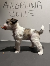 4 Chinese Crested/Powder Puff til salg på købhund.dk