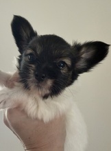 2 Papillon til salg på købhund.dk