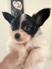 2 Papillon til salg på købhund.dk