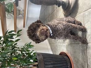 9 Lagotto Romagnolo til salg på købhund.dk