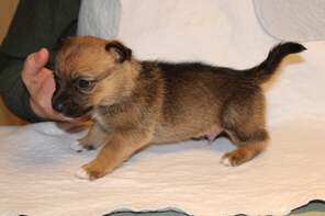 7 Västgötaspids til salg på købhund.dk