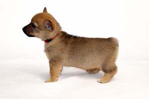 7 Västgötaspids til salg på købhund.dk