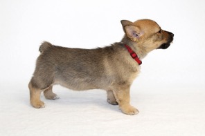 7 Västgötaspids til salg på købhund.dk