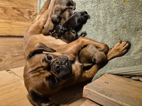 6 Petit Brabançon til salg på købhund.dk