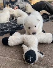 8 Hvid Schweizisk Hyrdehund til salg på købhund.dk