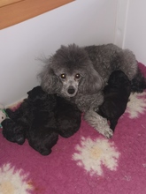 4 Pudel, dværg til salg på købhund.dk