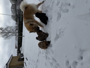 5 Eurasier til salg på købhund.dk