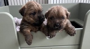 2 Norfolk Terrier til salg på købhund.dk