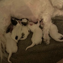5 Coton de Tulear til salg på købhund.dk