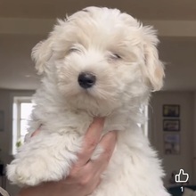 4 Coton de Tulear til salg på købhund.dk