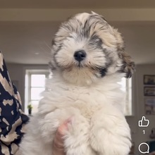 4 Coton de Tulear til salg på købhund.dk