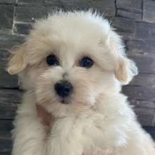 4 Coton de Tulear til salg på købhund.dk