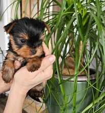5 Yorkshire Terrier til salg på købhund.dk