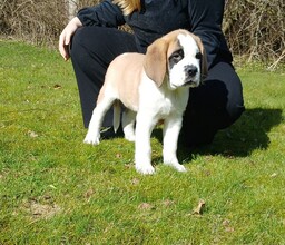 4 Sankt Bernhardshund, korthåret til salg på købhund.dk