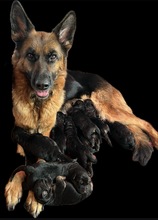 9 Schæferhund, stockhåret til salg på købhund.dk