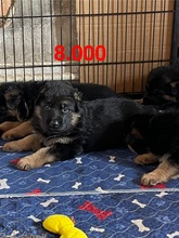 9 Schæferhund, stockhåret til salg på købhund.dk