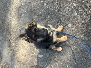 9 Schæferhund, stockhåret til salg på købhund.dk