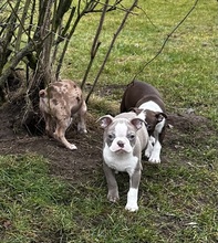 6 Boston Terrier til salg på købhund.dk