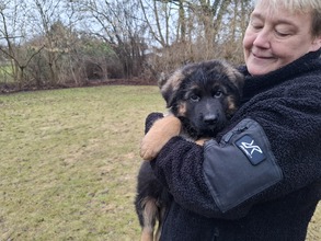 7 Schæferhund,langstockh. m. underuld til salg på købhund.dk