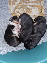 2 Chihuahua, langhåret til salg på købhund.dk