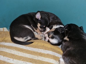2 Chihuahua, langhåret til salg på købhund.dk