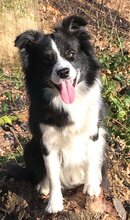 6 Border Collie til salg på købhund.dk