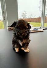 7 Bichon Havanais til salg på købhund.dk