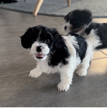 7 Bichon Havanais til salg på købhund.dk