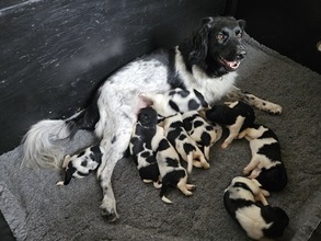 9 Stabyhoun til salg på købhund.dk