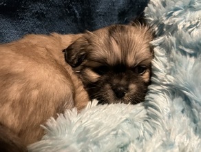 3 Tibetansk Spaniel til salg på købhund.dk