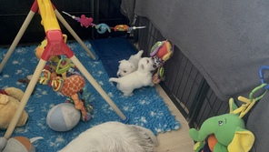 2 West Highland White Terrier til salg på købhund.dk