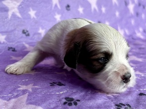 6 Bichon Havanais til salg på købhund.dk