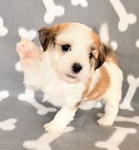 6 Bichon Havanais til salg på købhund.dk