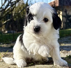 6 Bichon Havanais til salg på købhund.dk