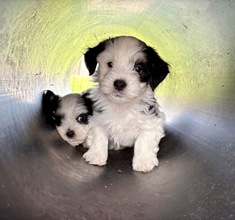 6 Bichon Havanais til salg på købhund.dk