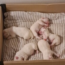 5 Coton de Tulear til salg på købhund.dk