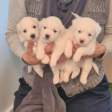 5 Coton de Tulear til salg på købhund.dk