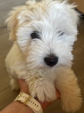5 Coton de Tulear til salg på købhund.dk