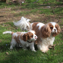 4 Cavalier King Charles Spaniel til salg på købhund.dk