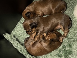 7 Bichon Havanais til salg på købhund.dk