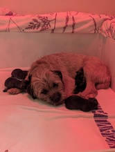 5 Border Terrier til salg på købhund.dk