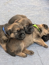 5 Border Terrier til salg på købhund.dk