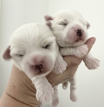 2 Coton de Tulear til salg på købhund.dk
