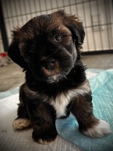 7 Bichon Havanais til salg på købhund.dk