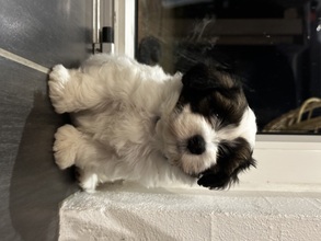 7 Bichon Havanais til salg på købhund.dk