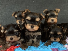 5 Yorkshire Terrier til salg på købhund.dk