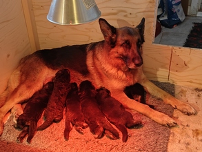 6 Schæferhund, stockhåret til salg på købhund.dk