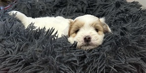 5 Coton de Tulear til salg på købhund.dk