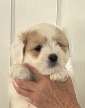 5 Coton de Tulear til salg på købhund.dk